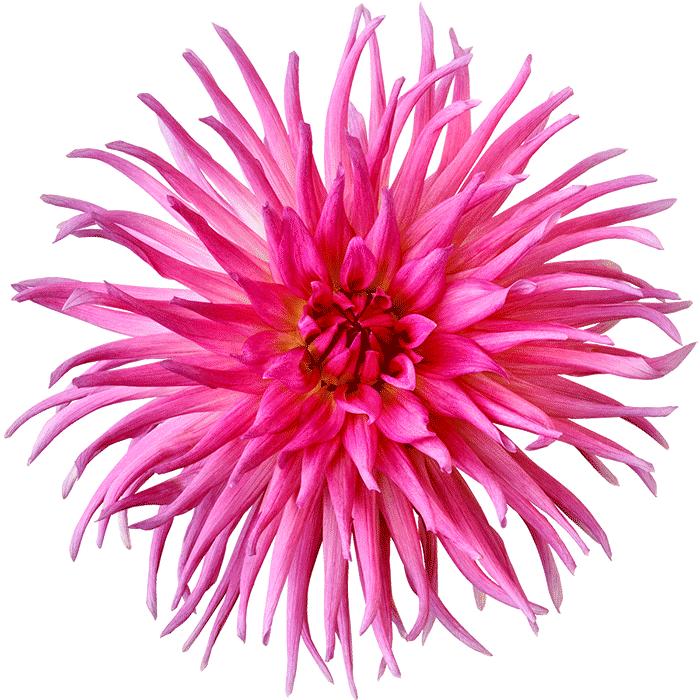 Magenta Dahlia Flower