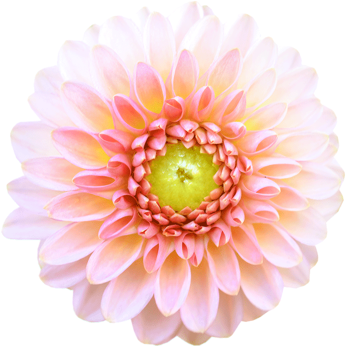 Light Pink Dahlia Flower