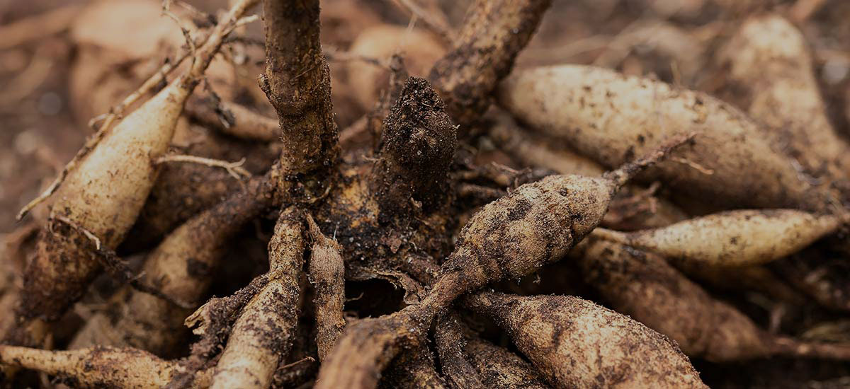 PUTTING YOUR DAHLIAS DOWN FOR A WINTER NAP