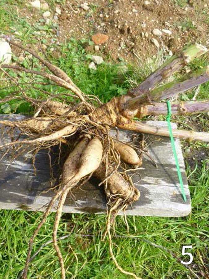 Preparing Dahlias for Winter Step 5