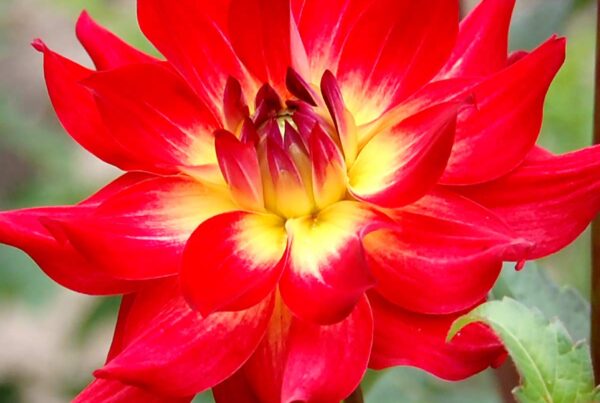 AC Rosebud Dahlia