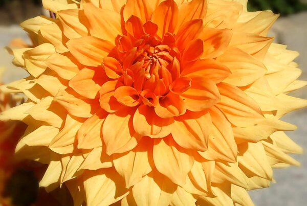 ADS Centennial Dahlia