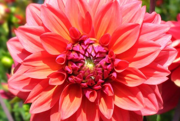 American Dawn Dahlia