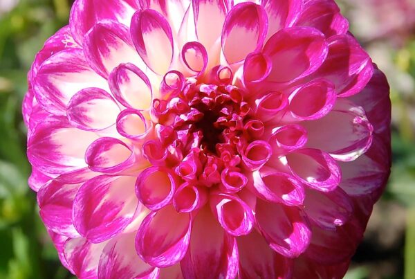 Barbara J. Michaelson Dahlia