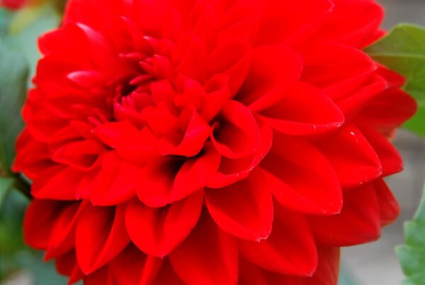 Betty Chen Dahlia