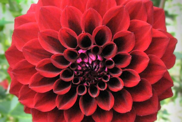Black Satin Dahlia