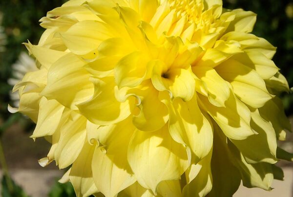 Bloomquist Goldilocks Dahlia
