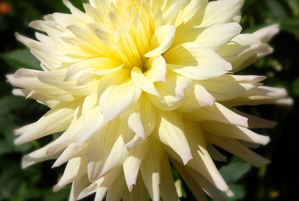 Bloomquist Lemonaide Dahlia