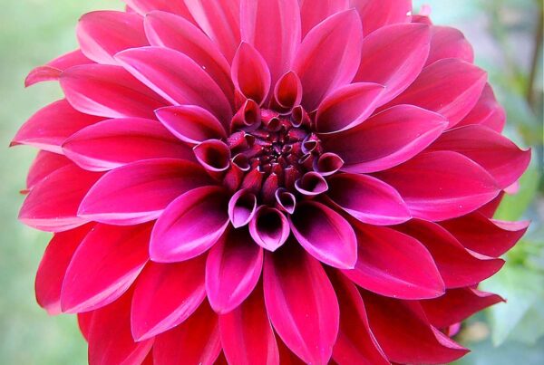 Bloomquist Port Dahlia