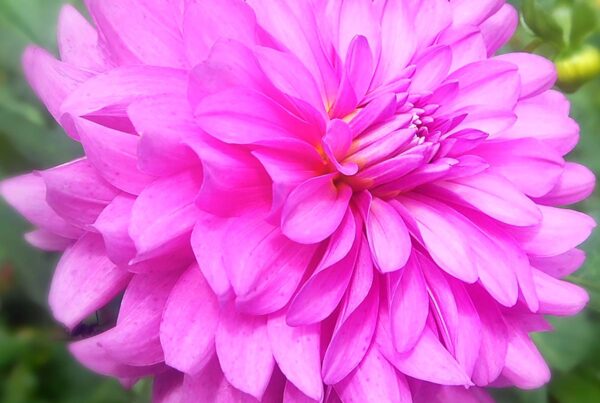 Bluetiful Dahlia