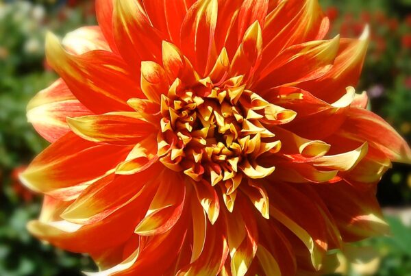 Bodacious Dahlia