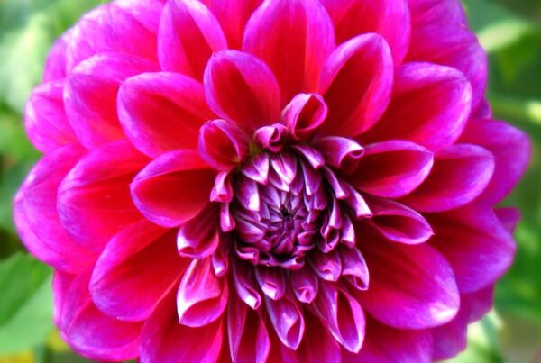 Boogie Nights Dahlia