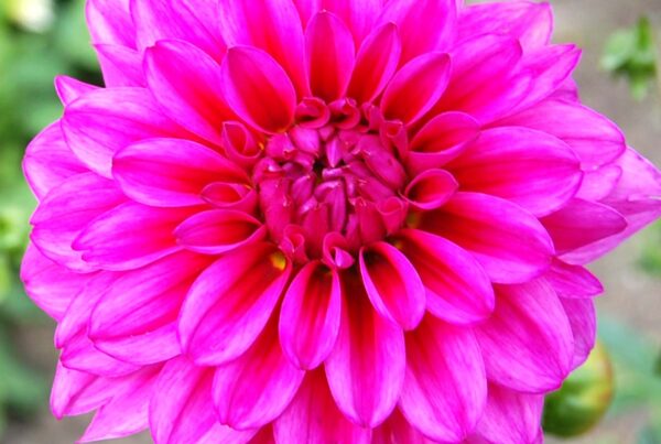 Bubble Gum Dahlia