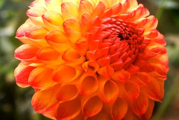 Camano Mordor Dahlia