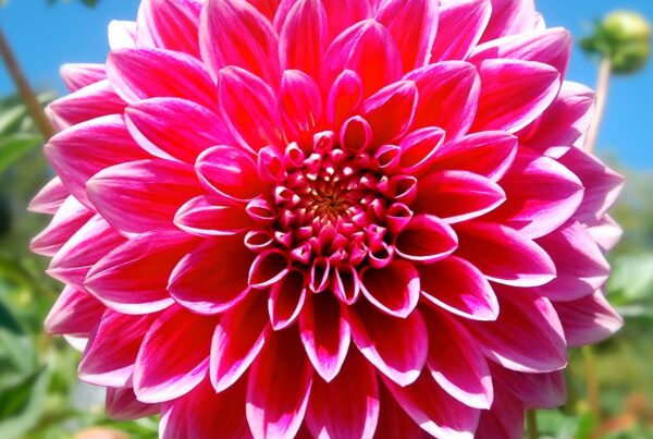 Canby Centennial Dahlia