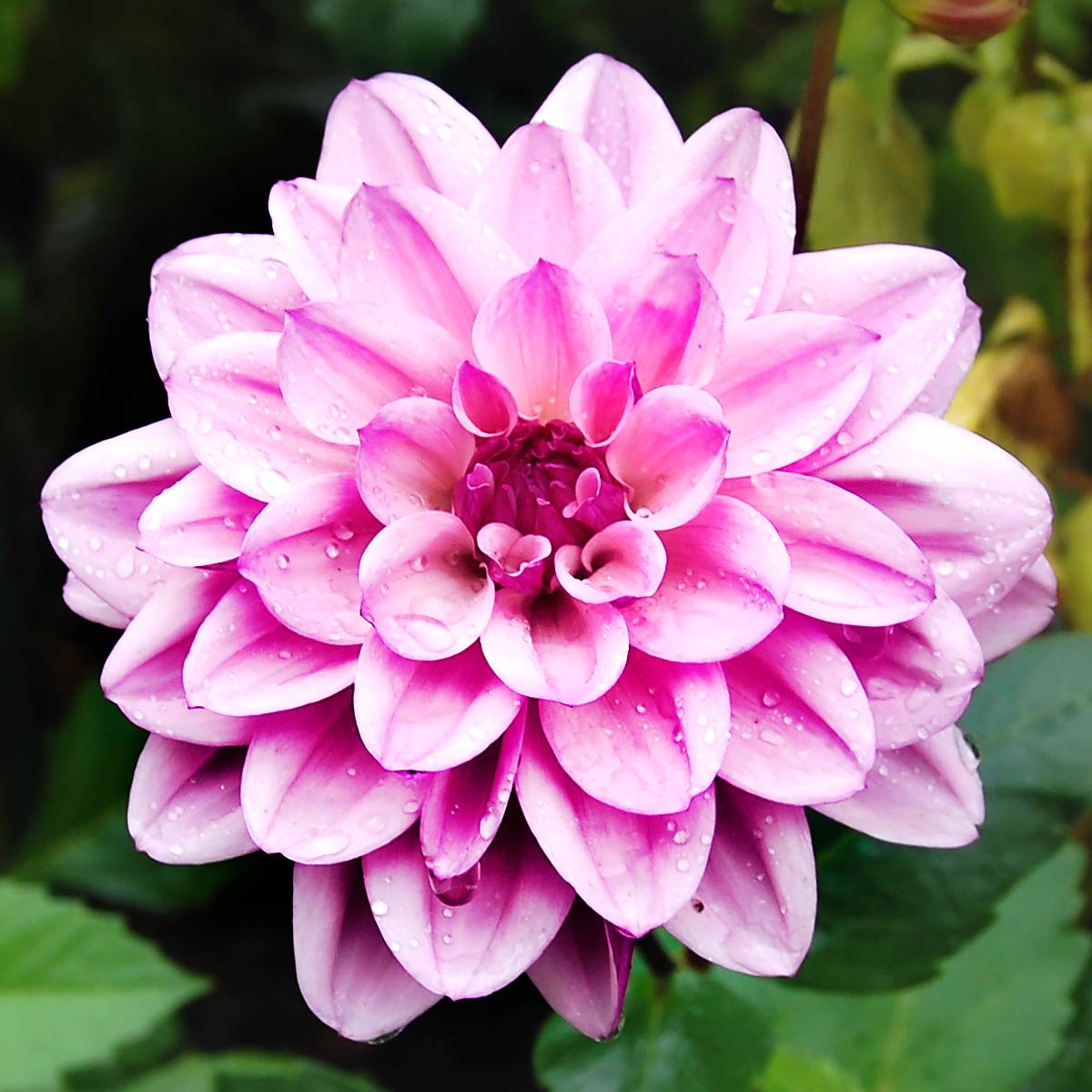 Creme De Cassis Dahlia