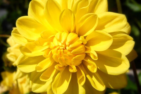 Cutler Dahlia