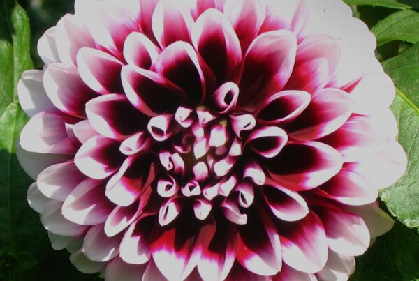 Edinburgh Dahlia