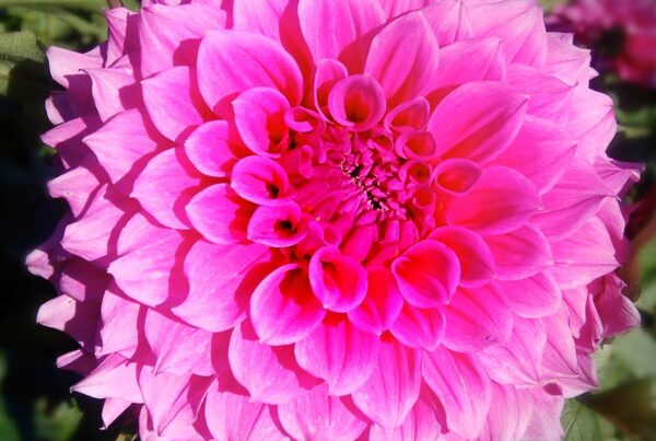 Elma Elizabeth Dahlia