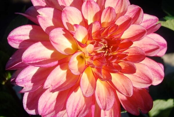 Ester Dahlia