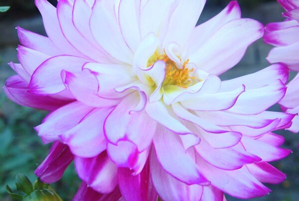 Fantasy Du Cap Dahlia