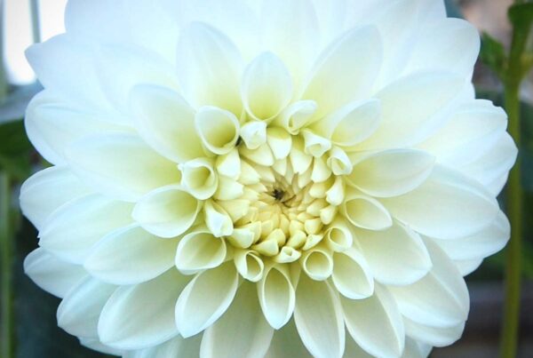Ferncliff Illustionist Dahlia