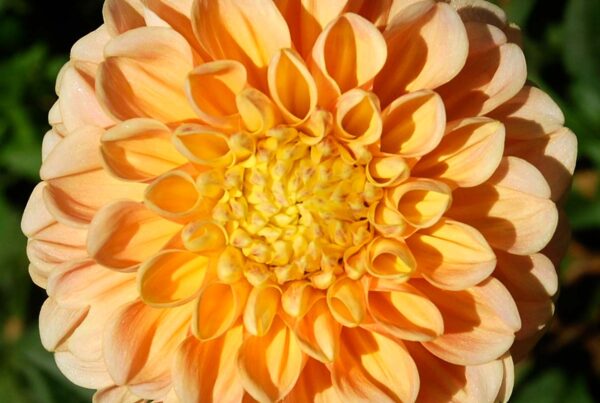 French Doll Dahlia