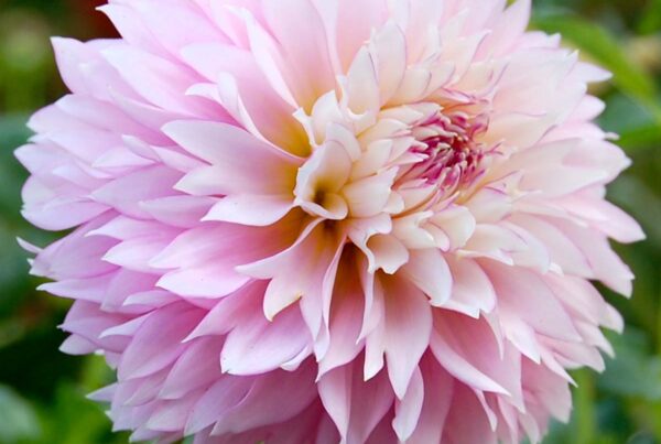Fuzzy Wuzzy Dahlia