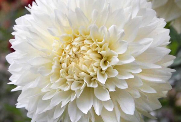 Gitts Attention Dahlia