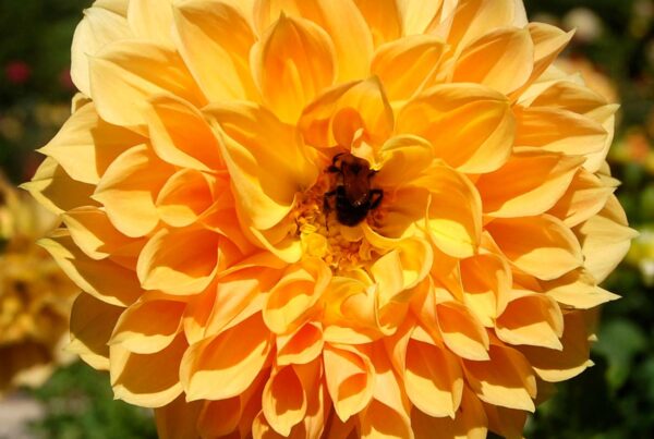 Golden Treasure Dahlia