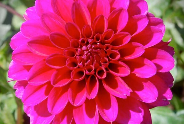 Gonzo Grape Dahlia