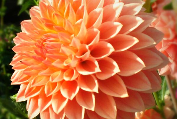 Hamilton Lillian Dahlia