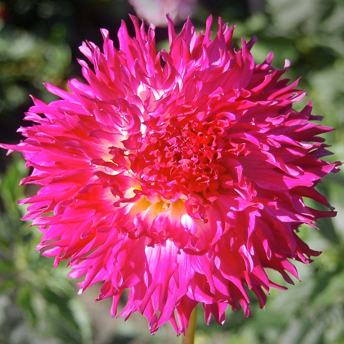 Higgo Wonder Dahlia