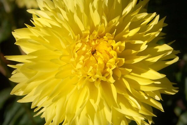Hissy Fitz Dahlia