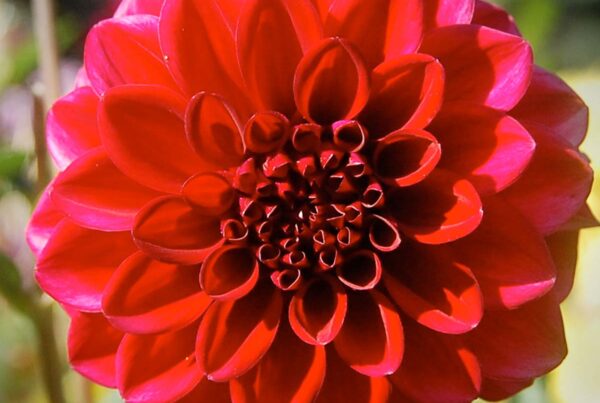 Hockley Maroon Dahlia
