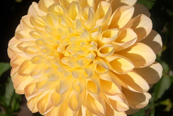 Honeydew Dahlis