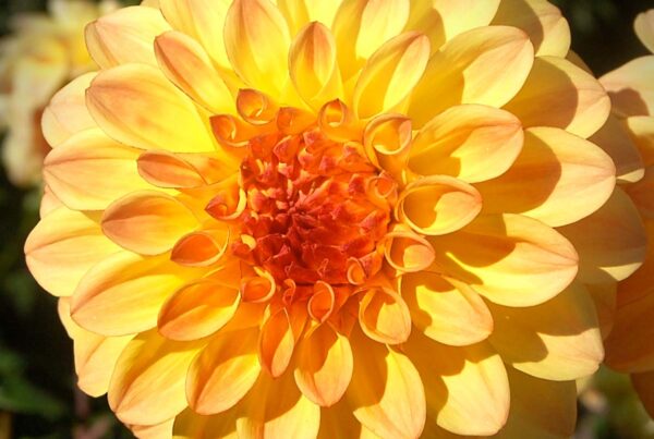 Hy Clown Dahlia