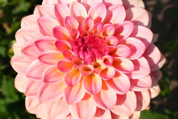 Jabberbox Dahlia