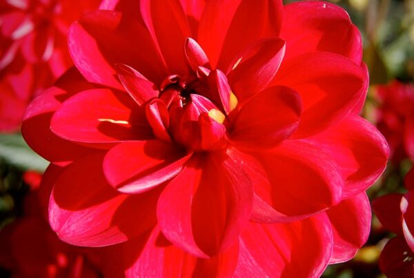 Javier Dahlia