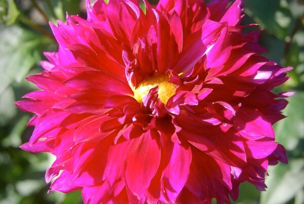 Jennifer's Wedding Dahlia