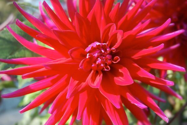 Juanita Dahlia