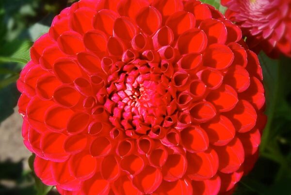 Ken's Choice Dahlia