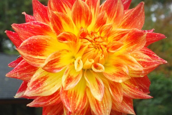 Lady Darlene Dahlia