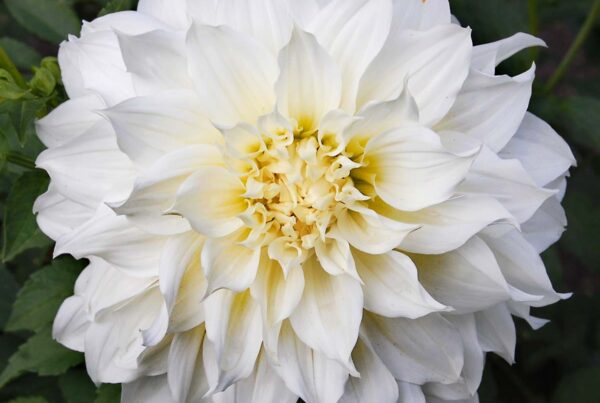 Lady Liberty Dahlia
