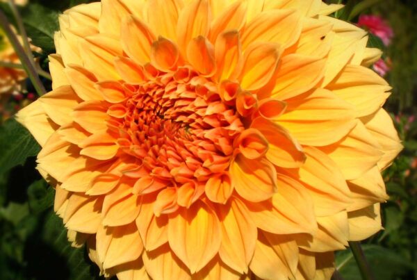 Lemon Tally Dahlia