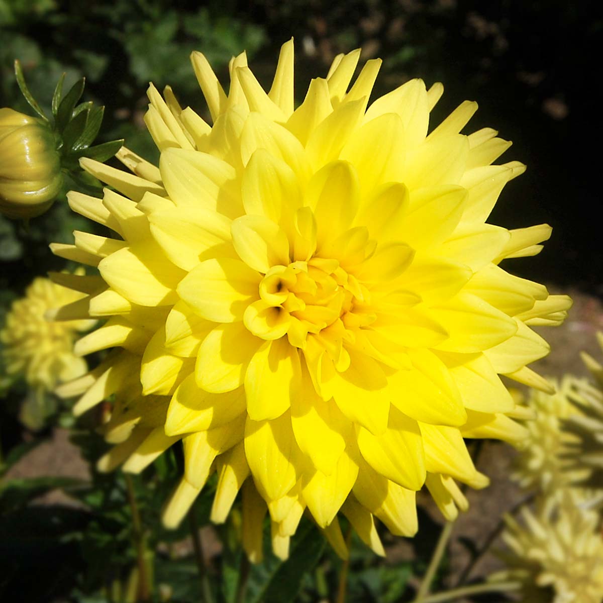 Lemon Tart Dahlia