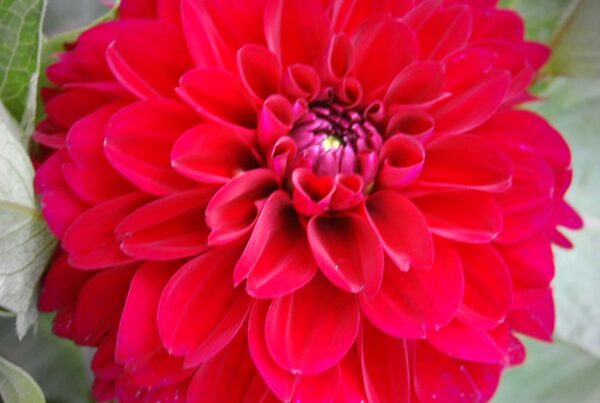 LIghts Out Dahlia