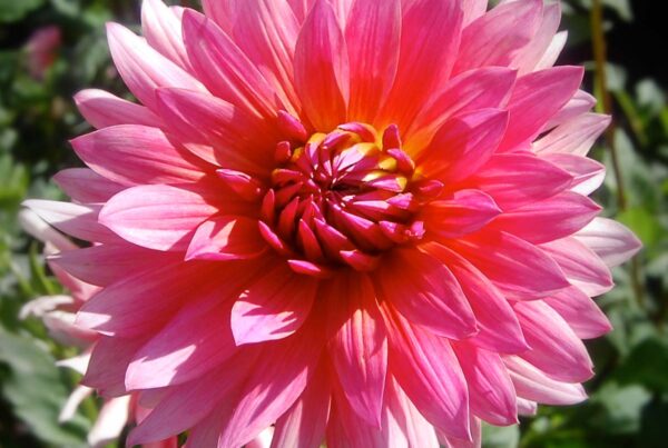 Lindy Dahlia