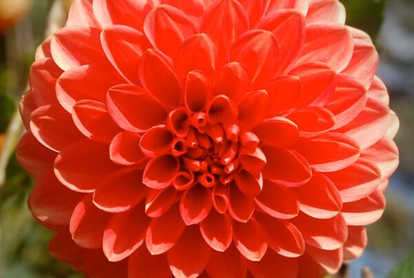 Long Island Lil Dahlia