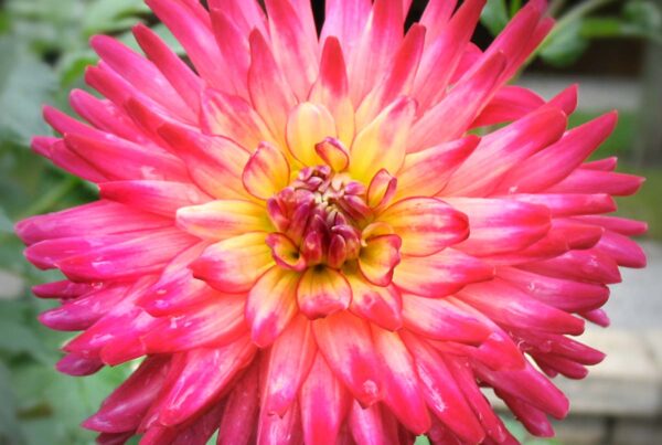 Macallister's Pride Dahlia